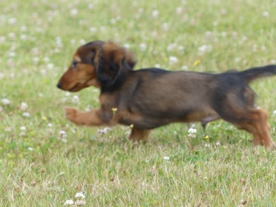 Les chiots de Teckel poil long