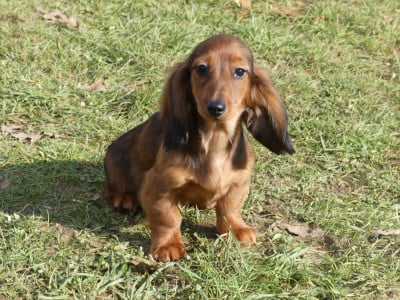 Les chiots de Teckel poil long