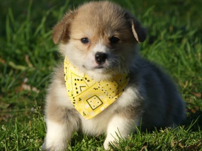 Les chiots de Welsh Corgi Pembroke