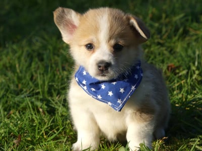 Les chiots de Welsh Corgi Pembroke