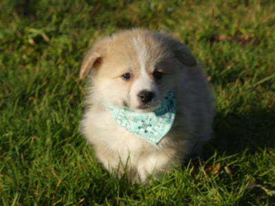 Les chiots de Welsh Corgi Pembroke
