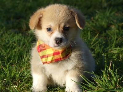 Les chiots de Welsh Corgi Pembroke