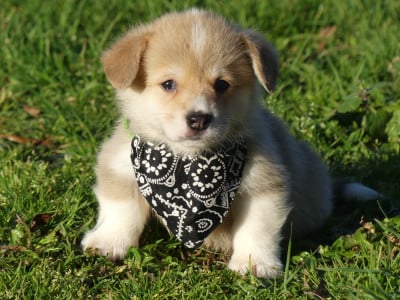 Les chiots de Welsh Corgi Pembroke