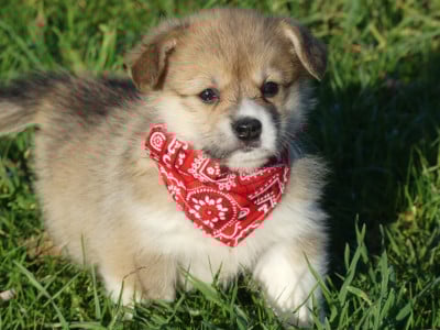 Les chiots de Welsh Corgi Pembroke
