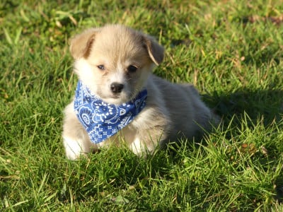 Les chiots de Welsh Corgi Pembroke