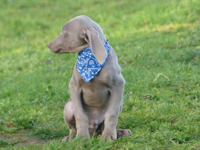 Les chiots de Braque de Weimar