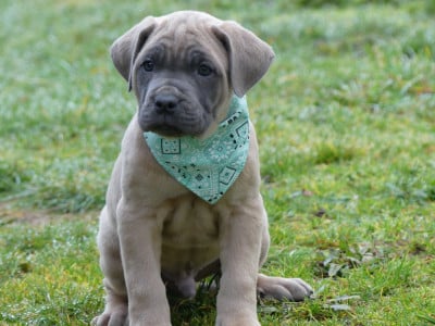 Les chiots de Cane Corso