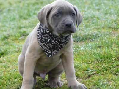 Les chiots de Cane Corso