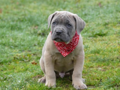 Les chiots de Cane Corso