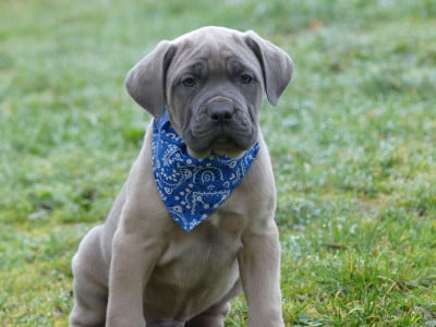 Les chiots de Cane Corso