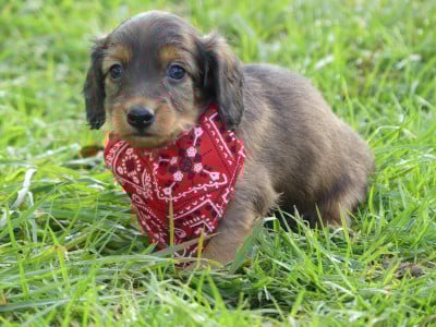 Les chiots de Teckel poil long