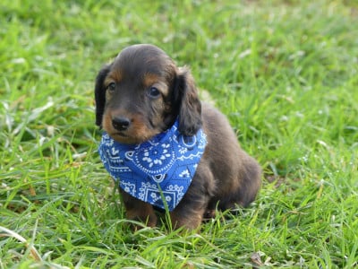 Les chiots de Teckel poil long