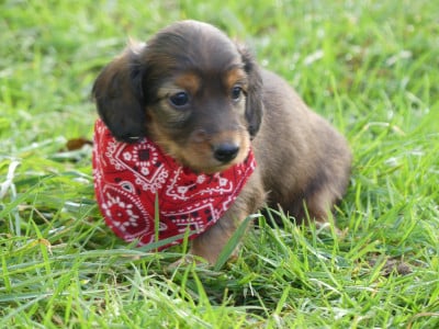 Les chiots de Teckel poil long