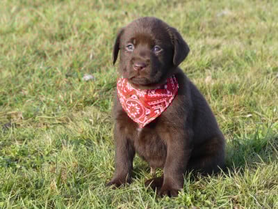 Les chiots de Labrador Retriever