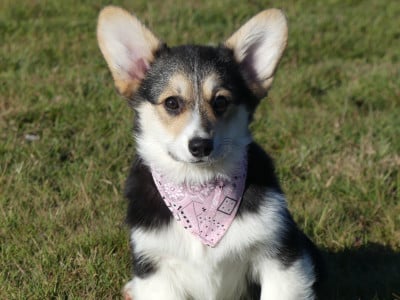 Les chiots de Welsh Corgi Pembroke
