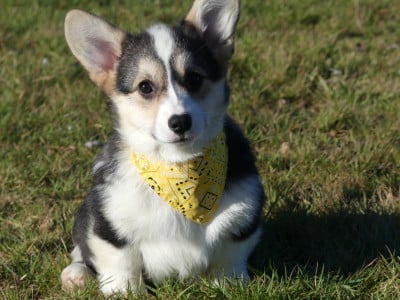 Les chiots de Welsh Corgi Pembroke