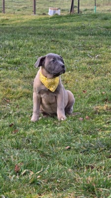 Les chiots de Cane Corso