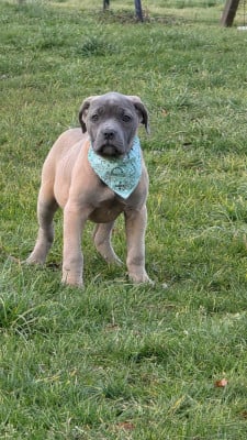 Les chiots de Cane Corso
