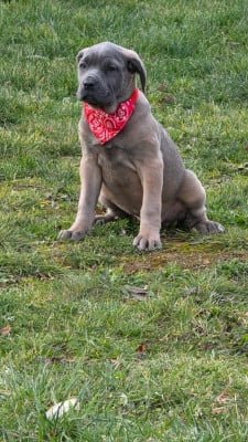 Les chiots de Cane Corso