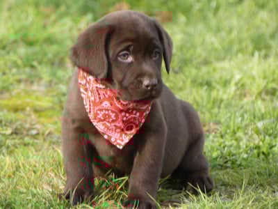 Les chiots de Labrador Retriever