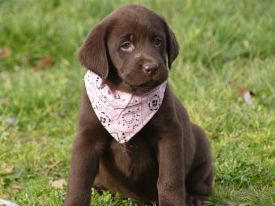 Les chiots de Labrador Retriever