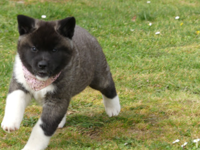 Les chiots de Akita americain