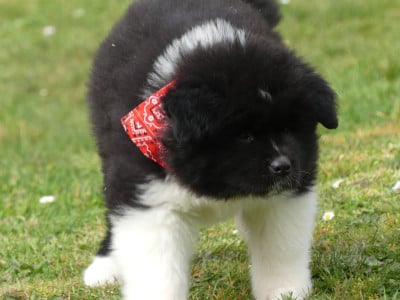 Les chiots de Akita americain