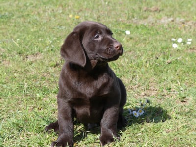 Chiot N°3 - Labrador Retriever