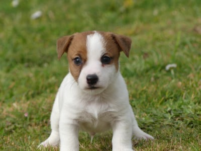 Les chiots de Jack Russell Terrier