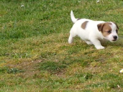 Chiot N°3 - Jack Russell Terrier