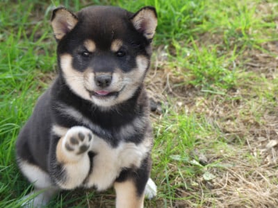 Chiot N°2 - Shiba