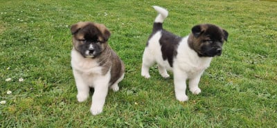 Les chiots de Akita americain
