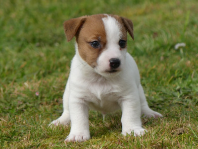 Les chiots de Jack Russell Terrier