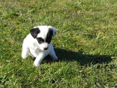 Les chiots de Jack Russell Terrier