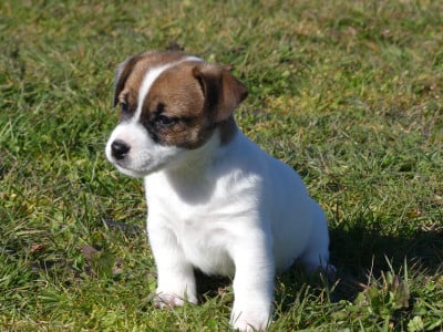 Les chiots de Jack Russell Terrier