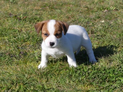 Les chiots de Jack Russell Terrier