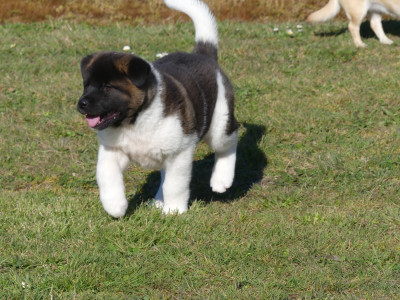 Les chiots de Akita americain