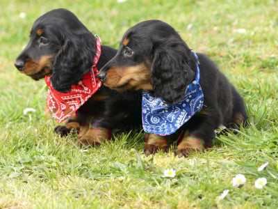 Les chiots de Teckel poil long