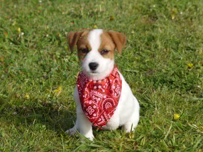 Les chiots de Jack Russell Terrier
