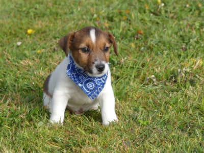 Les chiots de Jack Russell Terrier