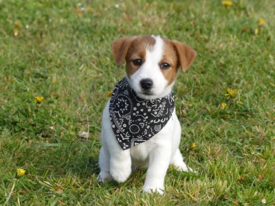 Les chiots de Jack Russell Terrier