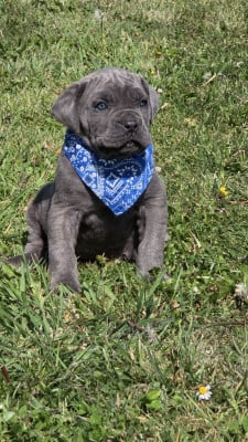 Les chiots de Cane Corso