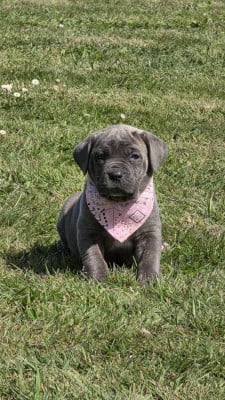 Les chiots de Cane Corso