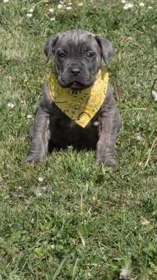 Les chiots de Cane Corso