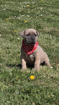 Les chiots de Cane Corso