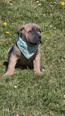 Les chiots de Cane Corso