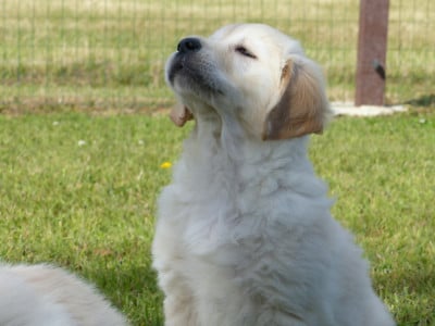 Les chiots de Golden Retriever