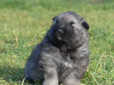 Les chiots de Spitz allemand