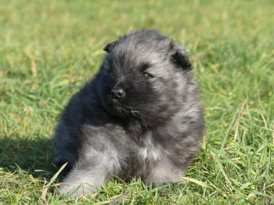 Les chiots de Spitz allemand