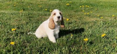 Les chiots de Cocker Spaniel Anglais